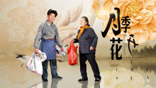 月季花开